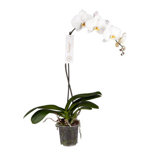 Phalaenopsis Tsarine - Tsarine Nr15 Weiß 1-Zweig
