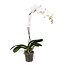 Phalaenopsis Phalaenopsis Tsarine - Tsarine Nr15 Blanc 1 Branche