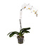 Phalaenopsis Phalaenopsis Tsarine - Tsarine Nr15 Hvid 1-gren
