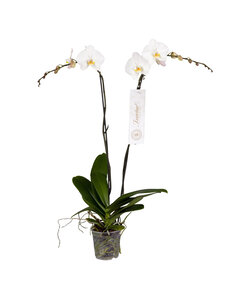 Phalaenopsis Zarina - Nr15 2-Rama