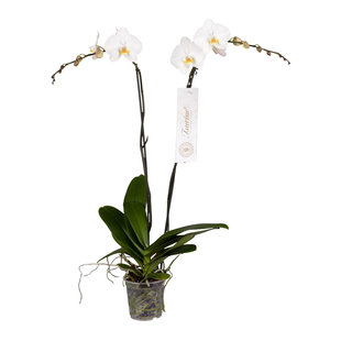 Phalaenopsis Tsarine - Nr15 2-Branch