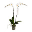 Phalaenopsis Phalaenopsis Tsarine - Nr15 2-Branch