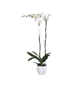 Phalaenopsis Tsarine -Nr15 2-grenet Hvid keramik