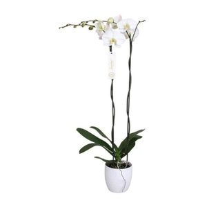 Phalaenopsis tsarine Phalaenopsis Grandiflora 
