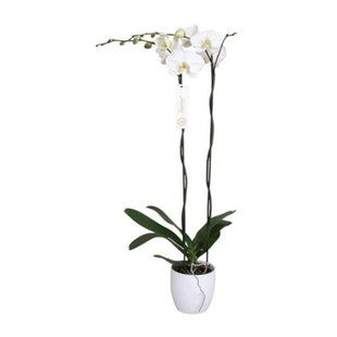 Phalaenopsis Tsarine -Nr15 2-takt Wit keramiek