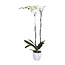 Phalaenopsis Phalaenopsis Tsarine -Nr15 2-Branch White ceramic