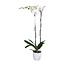 Phalaenopsis Phalaenopsis Tsarine -Nr15 2-Gałąź Biała ceramika