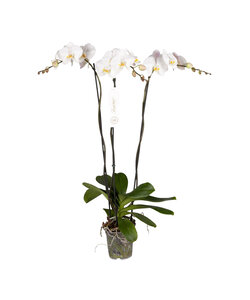 Phalaenopsis Tsarine - Nr15 3-gren