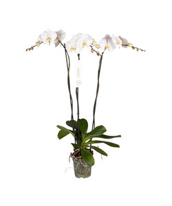 Phalaenopsis Tsarine - Nr15 3-oddział