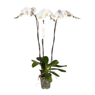 Phalaenopsis Tsarine - Nr15 3-Zweig