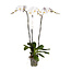 Phalaenopsis Phalaenopsis Tsarine - Nr15 3 Branches