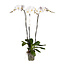 Phalaenopsis Tsarine - Nr15 3 branches