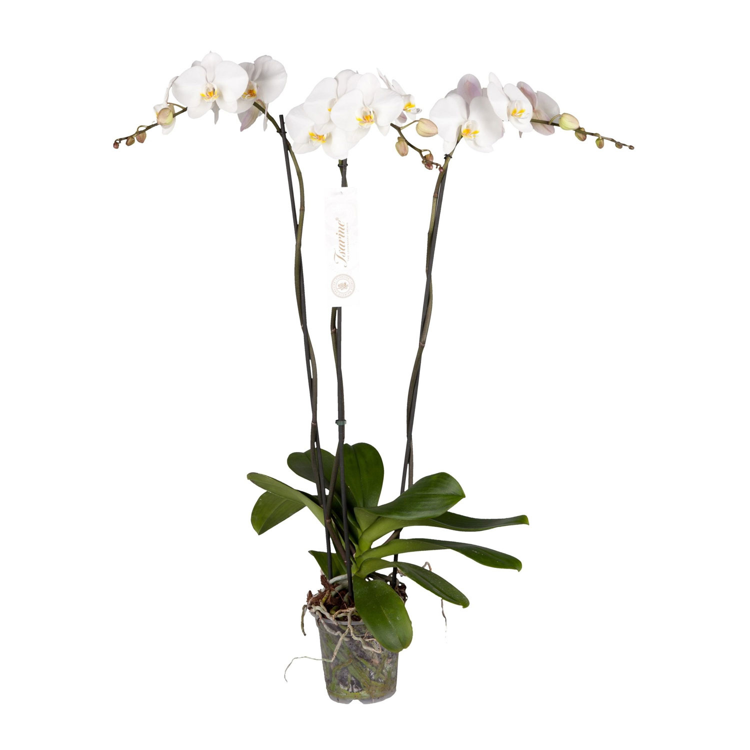 Phalaenopsis tsarine Phalaenopsis Grandi 