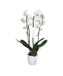 Phalaenopsis Tsarine - Nr15 2-Branch Cascade White ceramic