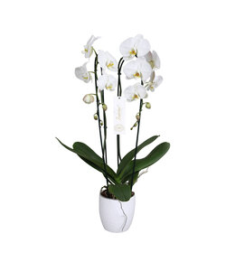 Phalaenopsis Tsarine - Nr15 2-grenet Cascade Hvid keramik