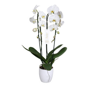 Orchidée Grandiflora blanche 1 tige avec pot en céramique 14cm