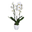 Phalaenopsis Phalaenopsis Tsarine - Nr15 Cascada de 2 Ramas Cerámica blanca