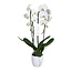 Phalaenopsis Tsarine Tsarine Nr15 2-Branch Cascade White ceramic