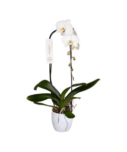 Phalaenopsis Tsarine - Nr15 1 Branche Cascade Céramique Blanche