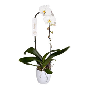 Phalaenopsis Tsarine - Nr15 1 Branche Cascade Céramique Blanche