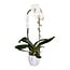Phalaenopsis Phalaenopsis Tsarine - Nr15 1-Branch Cascade White ceramic