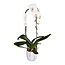 Phalaenopsis Phalaenopsis Tsarine - Nr15 1 Branche Cascade Céramique Blanche
