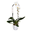 Phalaenopsis Phalaenopsis Tsarine - Nr15 Cascata a 1 ramo Ceramica bianca