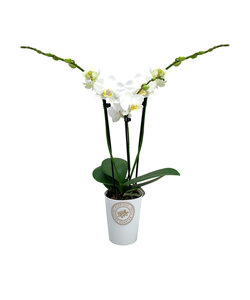 Phalaenopsis Tsarine - Nr9 - Blanc 3 Branches