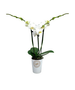 Phalaenopsis Tsarine - Nr9 - Blanco 3 ramas