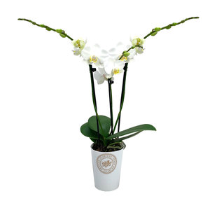 Phalaenopsis Tsarine - Nr9 - Blanc 3 Branches