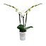 Phalaenopsis Phalaenopsis Tsarine - Nr9 - Blanc 3 Branches