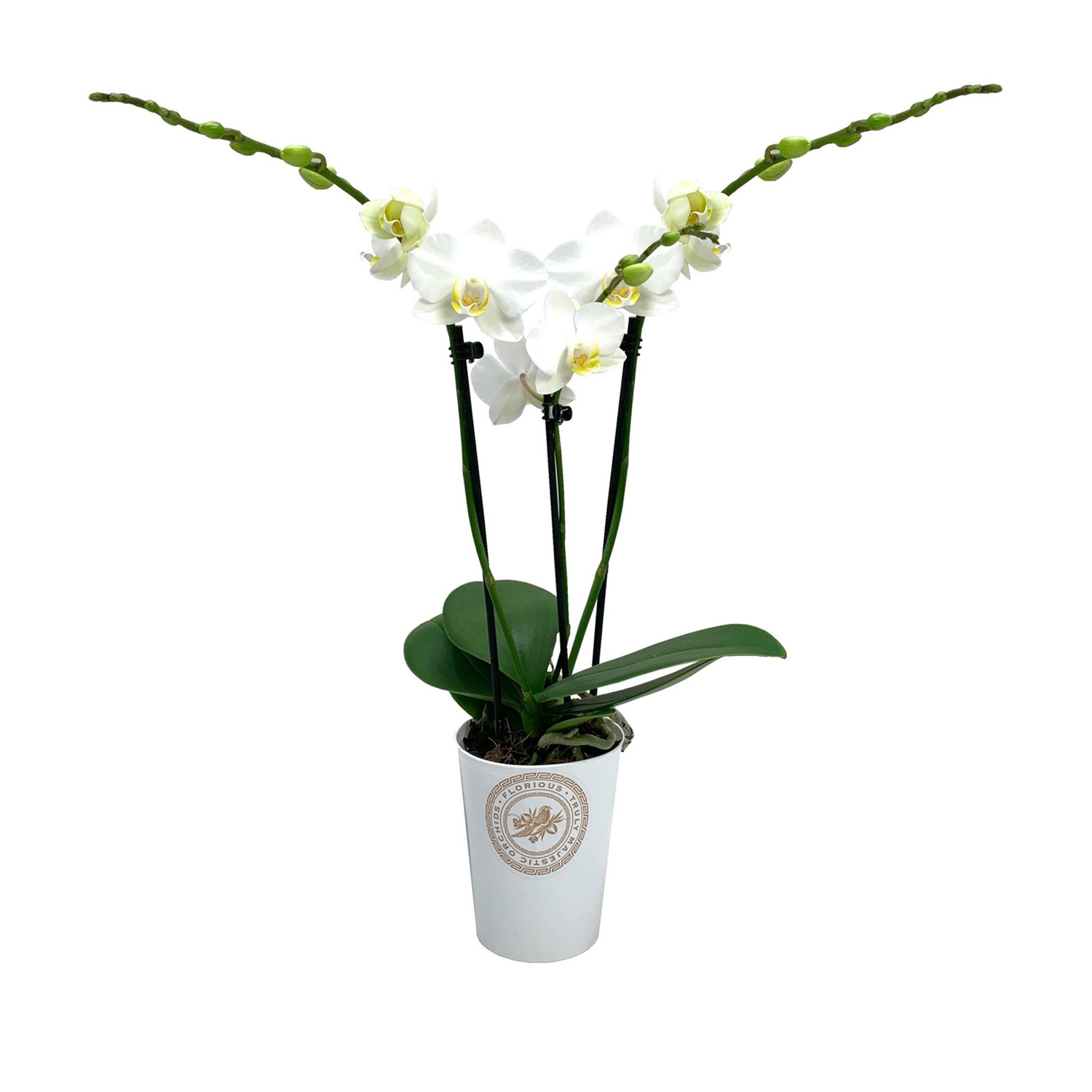 Phalaenopsis tsarine Phalaenopsis Multiflora 