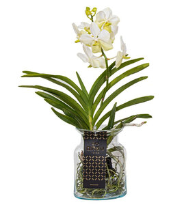 Vanda Botanica dans un pot suspendu en terre cuite - FloraStore