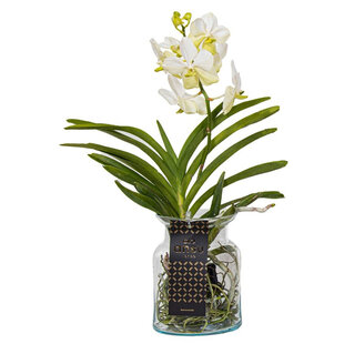 Vanda Bose Vase – 45 cm – Weiß