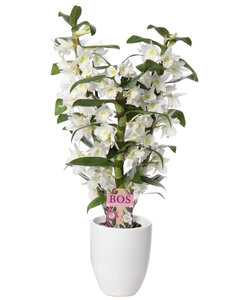 Dendrobium Nobilé Classic Apollon - 3-grenet dekorativ potte