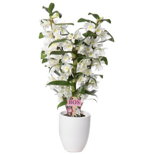 Dendrobium Nobilé Classic Apollon - 3-branch decorative pot