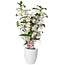 Dendrobium Dendrobium Nobilé Classic Apollon - 3-branch decorative pot