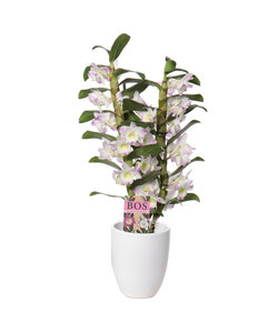 Dendrobium Nobilé, Kumiko clásico en maceta decorativa