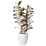 Dendrobium Dendrobium Nobilé, Kumiko classico in vaso decorativo