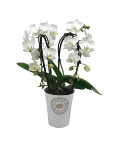 Phalaenopsis Tsarine - Nr9 Cascada Blanca De 2 Ramas