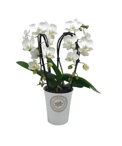 Phalaenopsis Tsarine - Nr9 Witte 2-takt Cascade