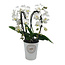 Phalaenopsis Tsarine - Nr9 Wit 2-Tak Cascade