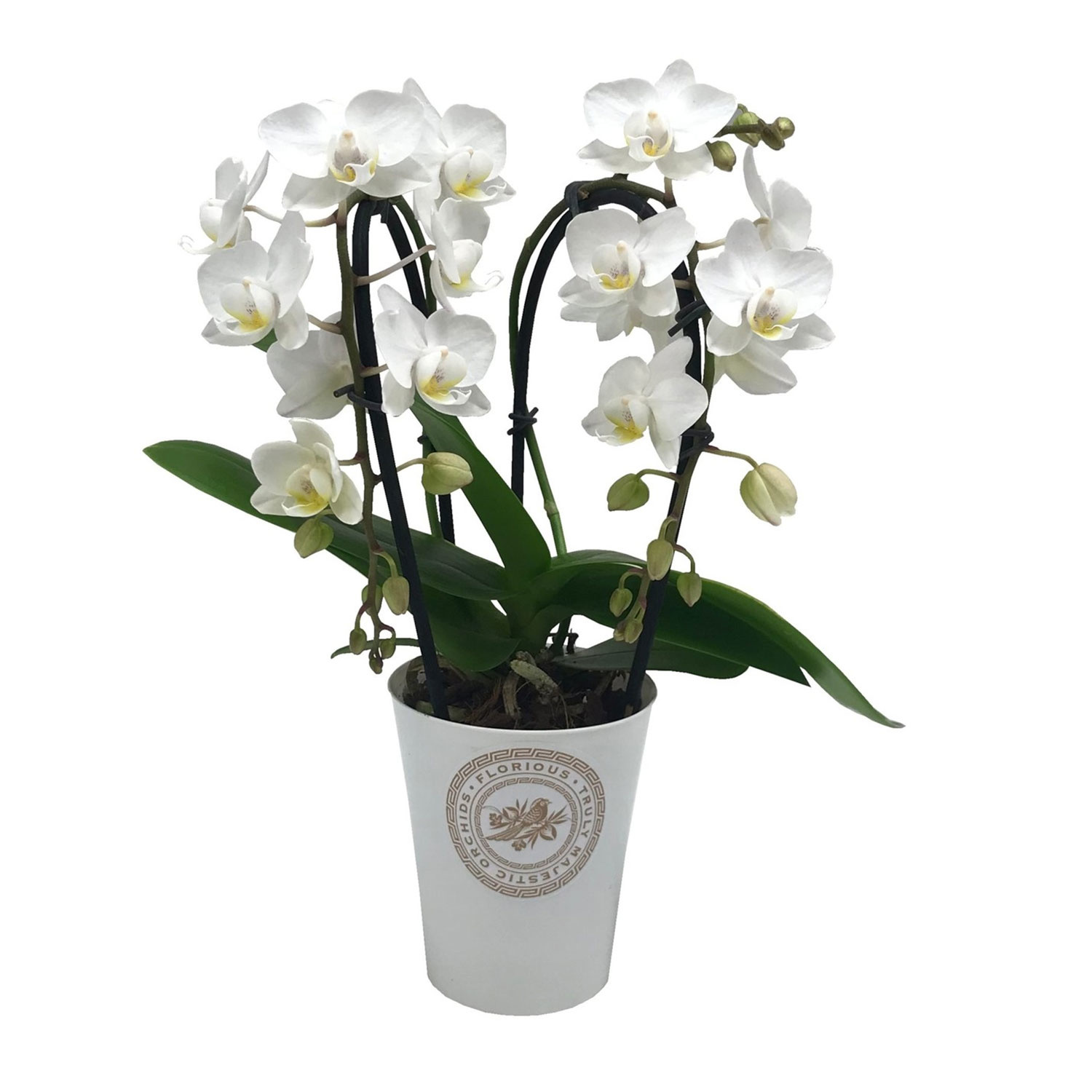 Phalaenopsis Tsarine Nr9 White 2-Branch Cascade - FloraStore