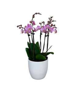 Phalaenopsis Tsarine - Nr9 Pink 6Tak