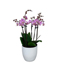 Phalaenopsis Tsarine - Nr9 Rosa 6Tak