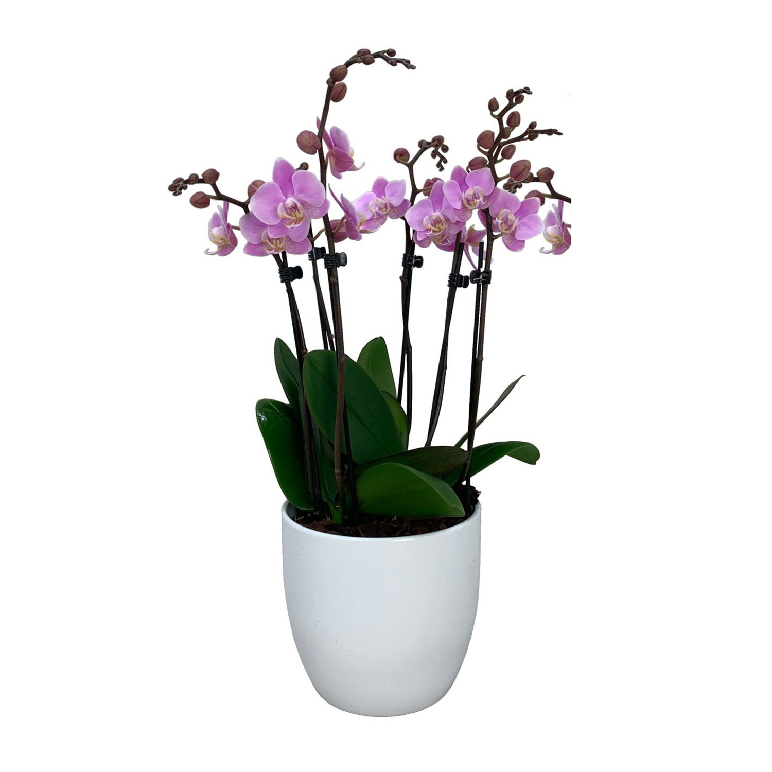Phalaenopsis Tsarine Nr9 rose 6-Tak - FloraStore