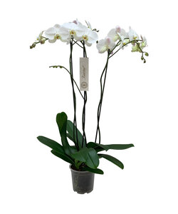 Phalaenopsis zarina -Nr17 3 ramas