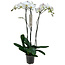 Phalaenopsis Tsarine Tsarine Nr17 3-branch