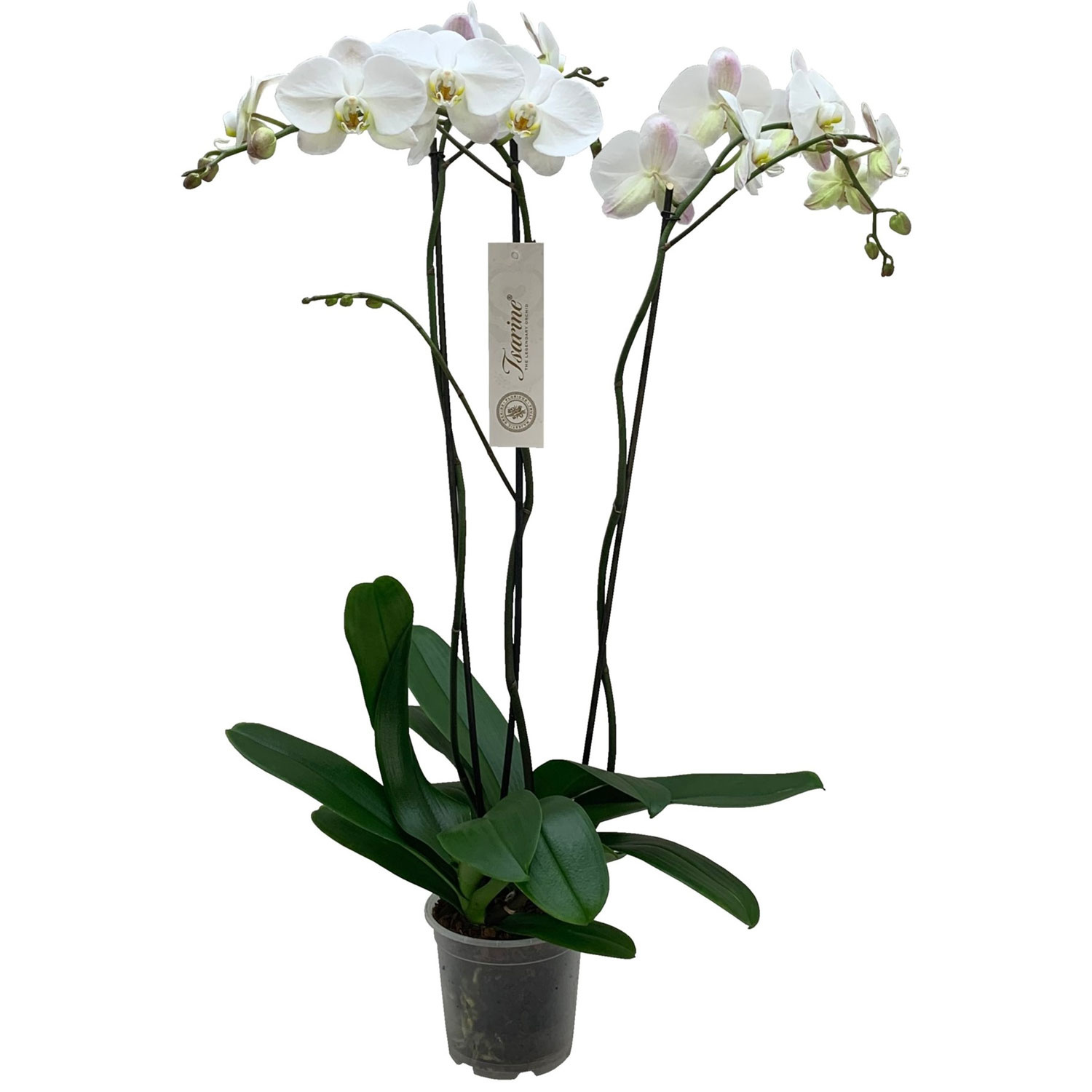 Phalaenopsis Tsarine Nr17 3-Branch - FloraStore
