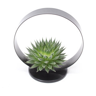 Rootless Aloë Echeveria in black metal holder "L"